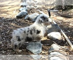 Small #1 Australian Shepherd