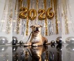 Rodney - Male Staffordshire Bull Terrier-Unknown Mix Dog for Adoption - Small photo
