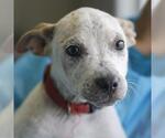 Small #1 Mutt