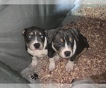 Small Photo #12 American Bully Puppy For Sale in ADELPHI, MD, USA