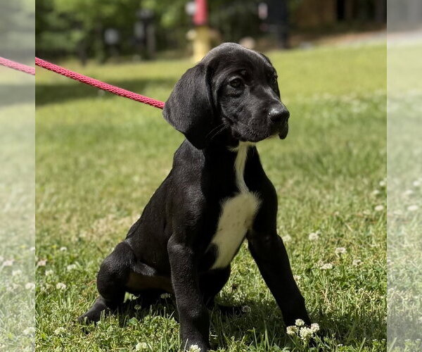 Medium Photo #1 Labrador Retriever Puppy For Sale in Yardley, PA, USA
