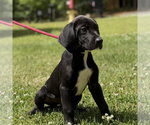 Small Labrador Retriever