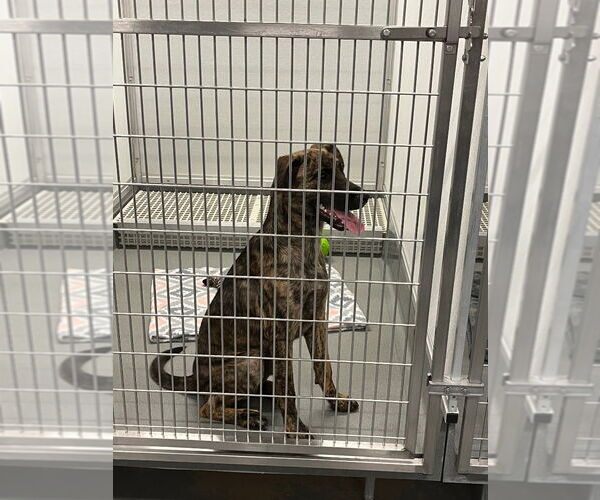 Medium Photo #3 Mutt Puppy For Sale in Bryant, AR, USA