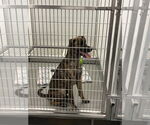 Small #2 Mutt