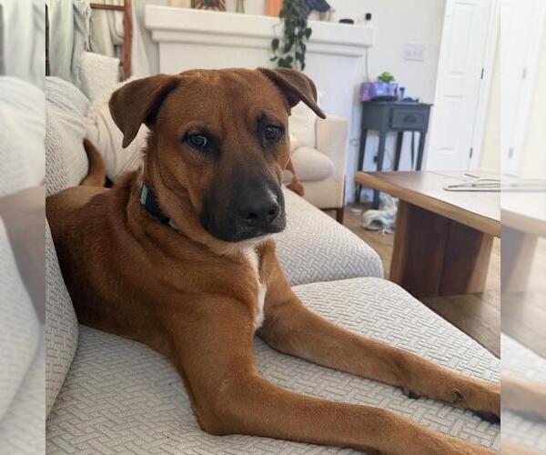 Medium Photo #11 Boxer-Unknown Mix Puppy For Sale in San Diego, CA, USA