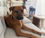 Small #10 Boxer Mix