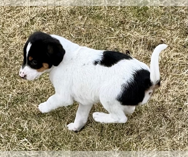 Medium Photo #3 Jack Russell Terrier Puppy For Sale in FAIR HAVEN, MI, USA