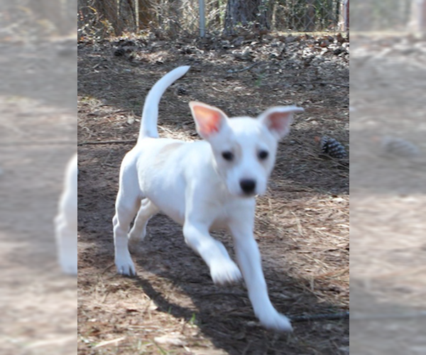 Medium Photo #4 Labrador Retriever-Unknown Mix Puppy For Sale in Decatur, GA, USA