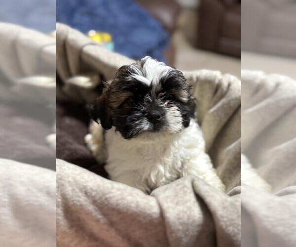 Medium Photo #5 Shih Tzu Puppy For Sale in MELBOURNE, FL, USA