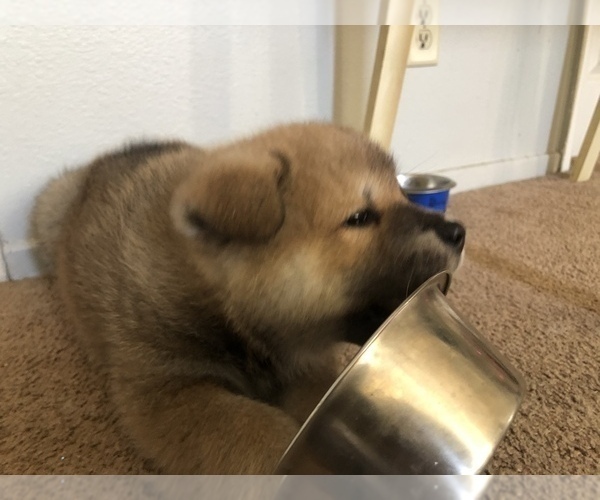 Medium Photo #18 Akita Puppy For Sale in LA QUINTA, CA, USA