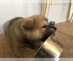 Small Photo #18 Akita Puppy For Sale in LA QUINTA, CA, USA