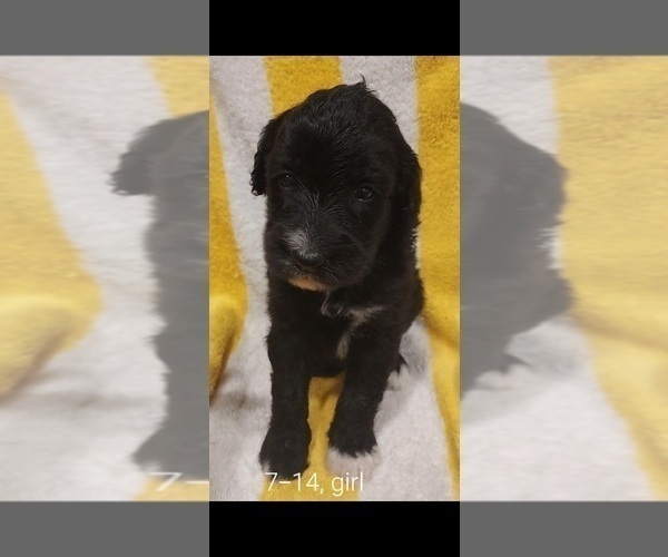 Medium Photo #70 Bordoodle Puppy For Sale in COPPERAS COVE, TX, USA