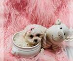 Small #11 Maltese