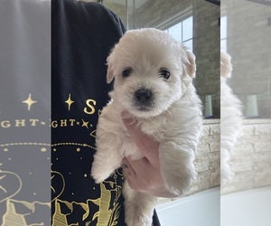 Maltipom Puppy for sale in CONWAY, SC, USA