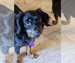 Small #1 Markiesje-Spaniel Mix