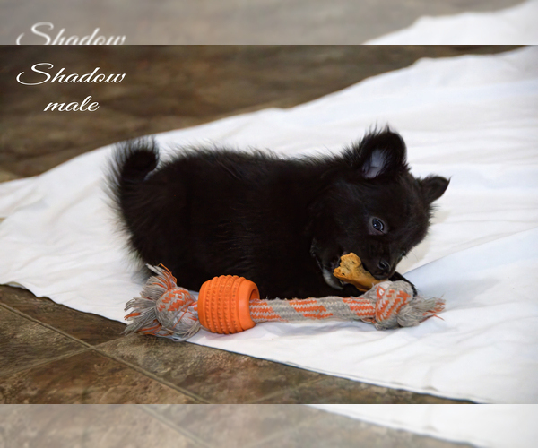 Medium Photo #9 Chiranian Puppy For Sale in CLARE, MI, USA