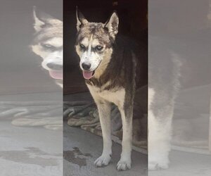 Dixie - Female Huskies -Unknown Mix Dog for Adoption - Photo #9