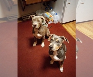 American Bully Puppy for sale in EDON, OH, USA