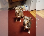 Small Photo #1 American Bully Puppy For Sale in EDON, OH, USA