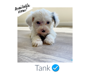Morkie Puppy for sale in WOODLAND HILLS, CA, USA