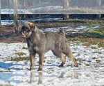 Small Photo #12 Schnauzer (Giant) Puppy For Sale in Hatvan, Heves, Hungary