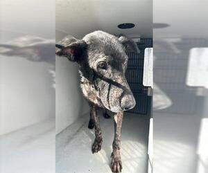 German Shepherd Dog-Unknown Mix Dogs for adoption in Houston, TX, USA