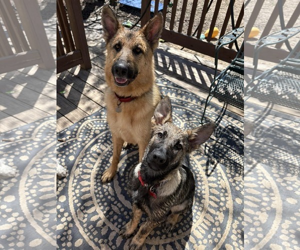 Medium Photo #32 German Shepherd Dog Puppy For Sale in Gretna, NE, USA