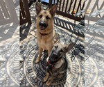 Small #31 German Shepherd Dog