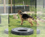Small #4 German Shepherd Dog