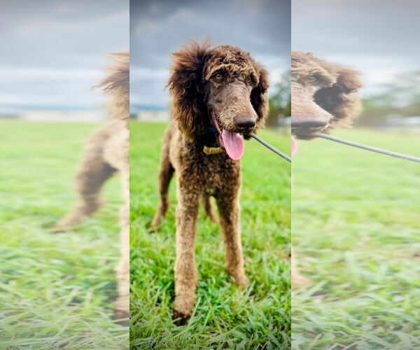 Medium Photo #2 Poodle (Standard) Puppy For Sale in Pacolet, SC, USA