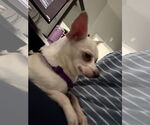 Small #7 Chihuahua