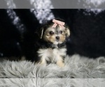 Small Photo #96 Morkie Puppy For Sale in WARSAW, IN, USA