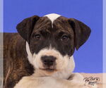 Small #3 American Pit Bull Terrier