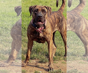 Mother of the Presa Canario puppies born on 07/15/2023