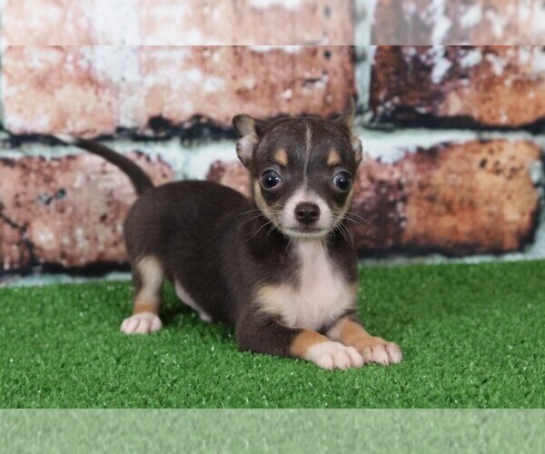 Medium Photo #2 Chihuahua Puppy For Sale in BEL AIR, MD, USA
