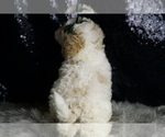 Small Photo #88 Maltipoo Puppy For Sale in WARSAW, IN, USA