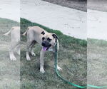 Small #3 Boxer-Rhodesian Ridgeback Mix