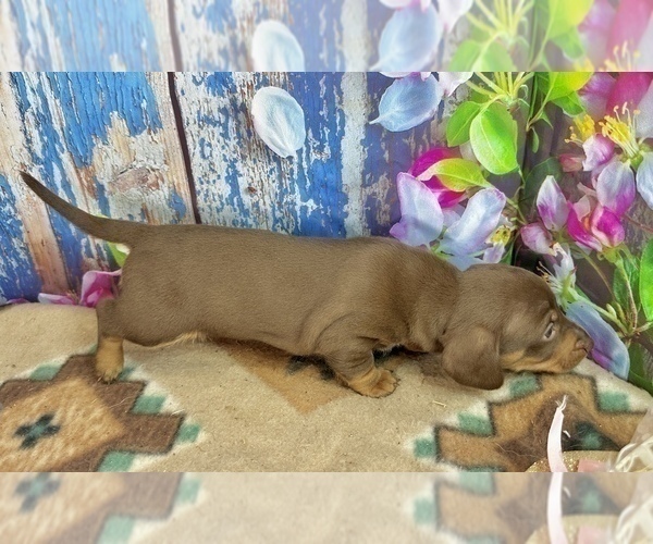 Medium Photo #5 Dachshund Puppy For Sale in CASSVILLE, MO, USA