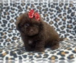 Small #2 ShihPoo