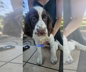 English Springer Spaniel Puppy for Sale in CENTRAL POINT, Oregon USA