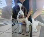 Image preview for Ad Listing. Nickname: Female Puppy