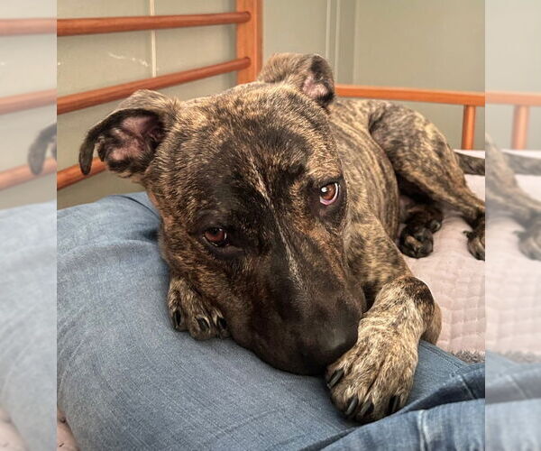 Medium Photo #4 Mountain Cur-Unknown Mix Puppy For Sale in Jefferson, WI, USA