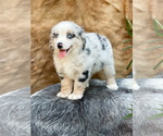Small Photo #16 Australian Shepherd Puppy For Sale in WESLEY CHAPEL, FL, USA