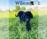 Small Photo #6 Labradoodle-Poodle (Standard) Mix Puppy For Sale in COOKEVILLE, TN, USA