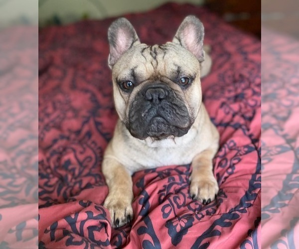 Medium Photo #1 French Bulldog Puppy For Sale in HICKORY, NC, USA