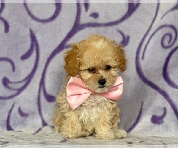 Medium Photo #2 Poodle (Toy) Puppy For Sale in LANCASTER, PA, USA