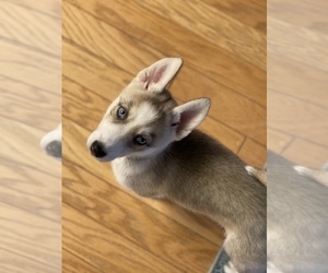 Sharberian Husky Puppy for sale in ALEXANDRIA, VA, USA