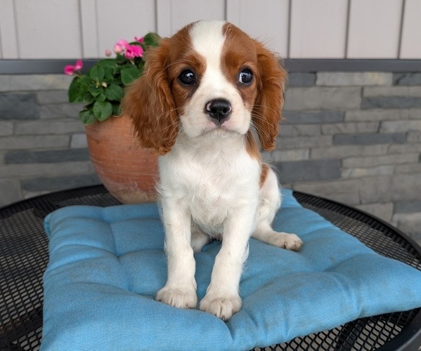 Medium Photo #55 Cavalier King Charles Spaniel Puppy For Sale in GOSHEN, IN, USA