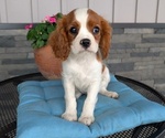 Small Photo #55 Cavalier King Charles Spaniel Puppy For Sale in GOSHEN, IN, USA
