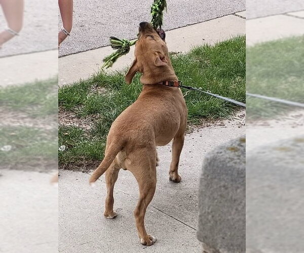 Medium Photo #3 American Pit Bull Terrier-Unknown Mix Puppy For Sale in Germantown, OH, USA